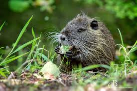 Zu Besuch Bei Einer Freilebenden Nutriafamilie In Rheinland Pfalz Wildlife Fotografie Nutria Pfalz Animalphotog Wildlife Fotografie Fotografie Tierfotografie