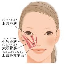 小鼻脇の筋肉を鍛えてゴルゴラインを予防 顔 矯正 顔 スタイル