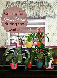 Click here for more seasonal videos i have 2 hanging baskets of the encanto waterfall begonia that still have beautiful flowers on them. Winter House Plant Care Taking Care Of Indoor Plants During The Winter