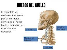 Además del test papanicolaou, el médico realizará otras pruebas para poder establecer más claramente el diagnóstico, como la colposcopia, (visualización del cuello del útero durante la inspección ginecológica con la ayuda de un espéculo) para examinar las células cervicales más detalladamente con aparatos de aumento especiales. Todos Los Huesos Del Cuello Resumen Imagenes