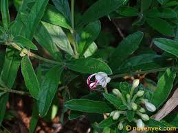Image result for Adenia mossambicensis