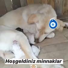 Labrador Anne Ve Yavrularimiza Yuva Sirius Petshop Pet Kuafor