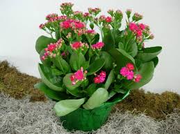 Kalanchoe Plant Care Tip Houseplant411 Com Houseplant 411 How To Identify And Care For Hous Kalanchoe Plant Plants With Pink Flowers Kalanchoe Plant Care
