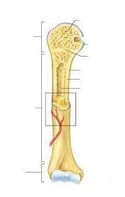 This is an online quiz called label the long bone. Long Bone Anatomy Diagram Quizlet