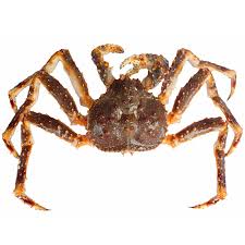 Buy Live Alaskan King Crab Singapore Online Delivery Crab Best Prices