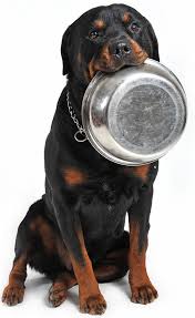 Looking For Food That S Safe To Feed Your Dog You Hit The Jackpot Life S Abundance Pet Foods Are Formulated By A Hol Rottweiler Dog Names Rottweiler Dog Dogs