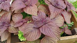 Anyone know much about Perilla Beefsteak Plant. It is growing in a planter  with cosmos. The leaves smell great. Looked it up