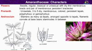 Image result for Amaranthaceae