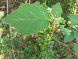 Image result for Solanum anguivi