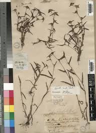 Image result for Cyanotis lanata