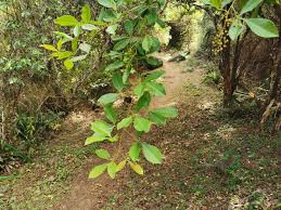 Image result for Searsia longipes