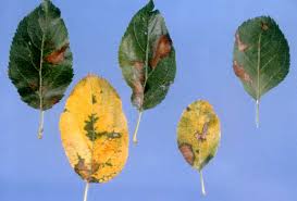 Program within @mayoclinicgradschool is currently accepting applications! Necrotic Leaf Blotch Of Golden Delicious Apples Ohioline