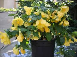 Image result for Abutilon