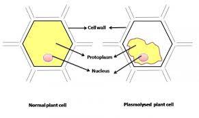 Answer when a plant cell is placed in hypotonic solution, water enters into a cell by osmosis and as a result turger pressure develops. Plant Cells Kept In Hypertonic Solution Will Get