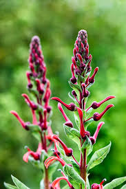 Image result for Lobelia pteropoda