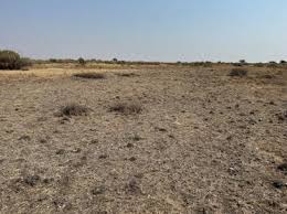 Image result for Pegolettia retrofracta