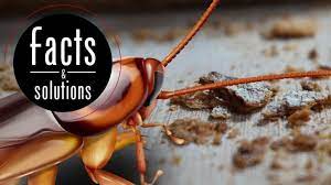 Kredit umožní i stahování neomezenou rychlostí. What Do Cockroaches Eat Cockroach Facts