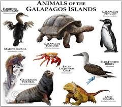 Posts About Galapagos Animals On Go Galapagos Animals Tours Travel Adventure Galapagos Islands Animals Galapagos Islands Animals