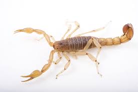 Scorpions | National Geographic | National Geographic