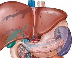 Ficatul metabolizeaza alcoolul cu ajutorul unei enzime denumite alcool dehidrogenaza (adh). Cum AfecteazÄƒ Alcoolul Corpului Uman Cum Abuzul De Alcool AfecteazÄƒ Corpul