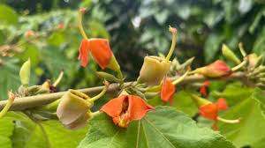 Image result for Helicteres