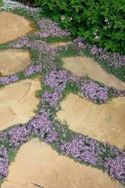 The Best Plants To Grow Between Stepping Stones Pavers From Wilson Bros Gardens Garden Stepping Stones Stepping Stone Pathway Cool Plants