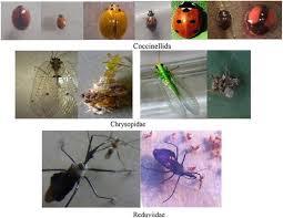 Using the gap analysis, the team must develop a design that includes a change management plan. Arthropod Pests And Natural Enemy Communities In Tea Ecosystems Of India Springerlink