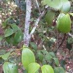 Image result for Eugenia capensis