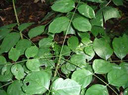 Image result for Lonchocarpus