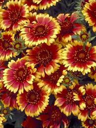 Gaillardia Goblin 12 Adds A Flamboyant Color Scheme To The Garden Pleasing Banded Flowers With Sunny Yellow Serrated Perennials Perennial Geranium Flowers