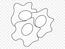 Fried Eggs Clipart Black And White Fried Chicken Clipart Black And White Stunning Free Transparent Png Clipart Images Free Download Fried egg scrambled eggs frying food #5770013. fried chicken clipart black and white
