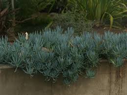 Image result for Senecio greenwayi