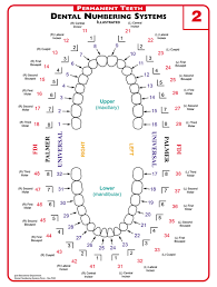 Dental Charting Dental Index Jr Online Dental Tutor