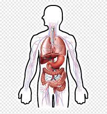Circulatory System Human Digestive System Respiratory System Digestion Human Body Human Organ Diagram Hand Human Png Pngegg