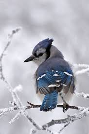 Birds That Look Like Blue Jays But Are Black Actually Blue Jays Don T Have Very Serene Dispositions But But They Look Lovely In The Snow Beautiful Birds Birds Pet Birds
