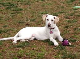 Maybe you would like to learn more about one of these? My Name Is Zek I M A Whippet And Black Lab Mix I Live In Denver Whippet Whippet Mix I Love Dogs
