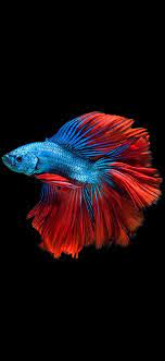 Tons of awesome 4k fish mobile wallpapers to download for free. Fish Wallpaper Iphone Kolpaper Awesome Free Hd Wallpapers