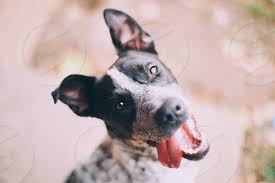 It's motivated by food and easy to train using treats. Black And White Short Hair Medium Size Dog By Emily Gomez Photo Stock Snapwire