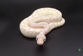 Crystal Spider Ball Python - big baby male - Strictly Reptiles