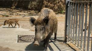 Comment bien tirer en battue ? Les Sangliers Envahissent Les Villes Video