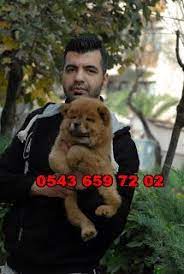 satilik yavru kopekler pet station satilik cin aslani chow chow yavrulari izmir 0543 659 72 02 chow chow yavru kopek kopek