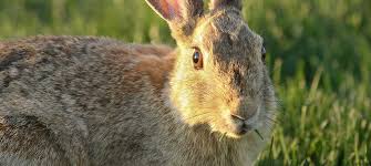 Household ammonia, located in the cleaning or laundry section of stores or online, will do the trick when used at full strength to repel rabbits. Rabbit Damage In Your Lawn Green Valley Turf Residential