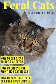How To Help Feral And Stray Cats Outdoor Cat Shelter Cat Shelter Cat Shelters For Winter