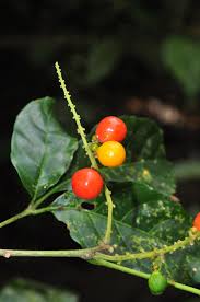 Image result for Allophylus