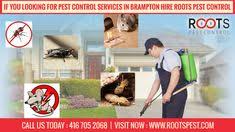 Contact affordable pest control today for the effective and humane removal of problem. 10 0565009609 Ideas Stylish Kids Outfits Baby Boy Outfits Swag Stylish Little Boys