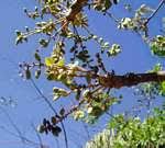 Image result for Lannea discolor