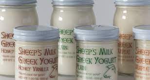 Sheep S Milk Yogurt Health Benefits Mohawk Drumlin Creamery