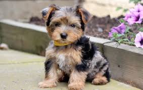 Shorkies are highly adaptable dog breeds. Yorkie Mix Puppies For Sale Puppy Adoption Keystone Puppies