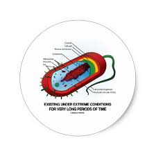 Existing Under Extreme Conditions Very Long Time Classic Round Sticker Zazzle Com In 2020 Prokaryotic Cell Eukaryotic Cell Prokaryotes