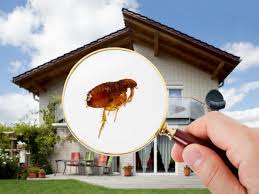 Pulveriza con un insecticida para pulgas, las zonas que consideres pueden ser peligrosas. Pulgas Y Como Eliminarlas Con Exito Plagas Wiki